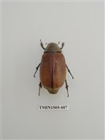 藏品(金龜子科(十一))的圖片